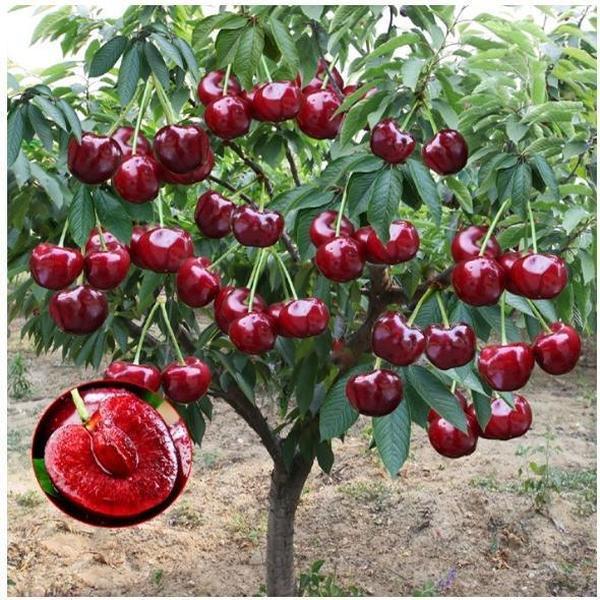 🏆ΠΑΝΩ ΑΠΟ 75.000 ΠΟΥΛΗΘΗΚΑΝ!🌳Σπόροι κερασιού - Νόστιμα, φρέσκα κεράσια περιμένουν τη συγκομιδή σας!-GR