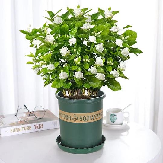 ÚLTIMO DÍA DE LA PROMOCIÓN - 49% DE DESCUENTO 🌸Hermosa planta de jazmín en maceta (se puede plantar en invierno)🌸-ES