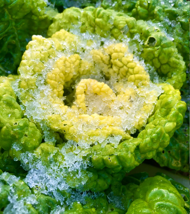 Brassica Narinosa sėklos (WuTat Choy)-LT