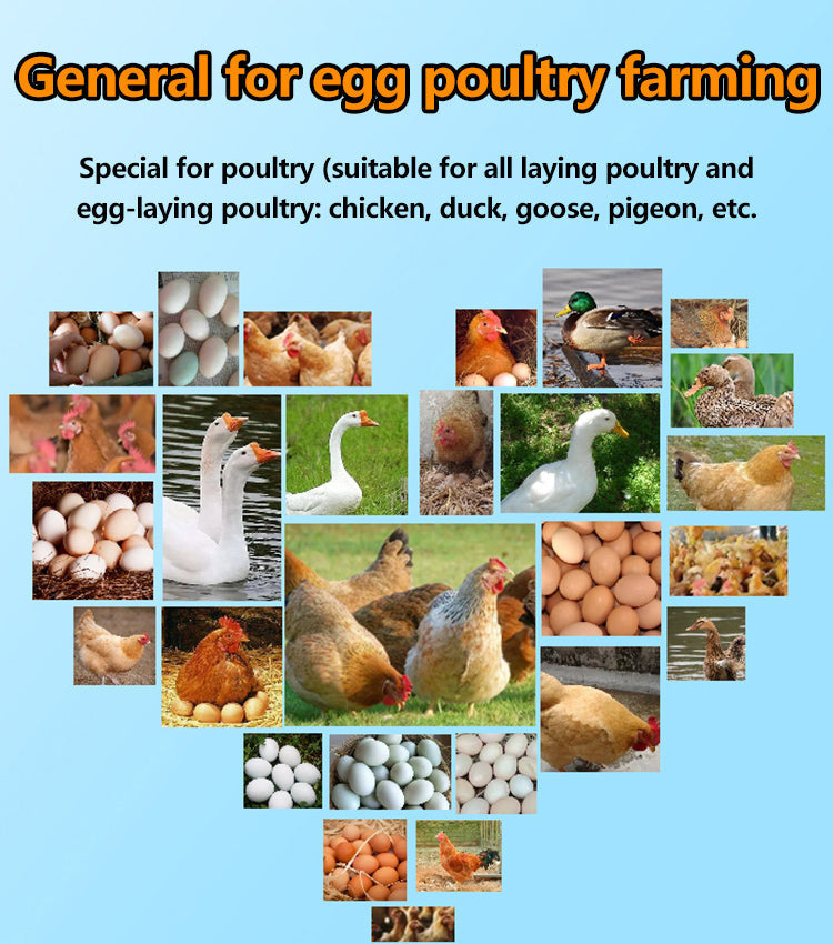 【2/4/6 vnt.】 🦆🐓🦤Maisto papildas vištų, ančių ir žąsų kiaušinių gamybai. Maisto papildas šerti.-LT