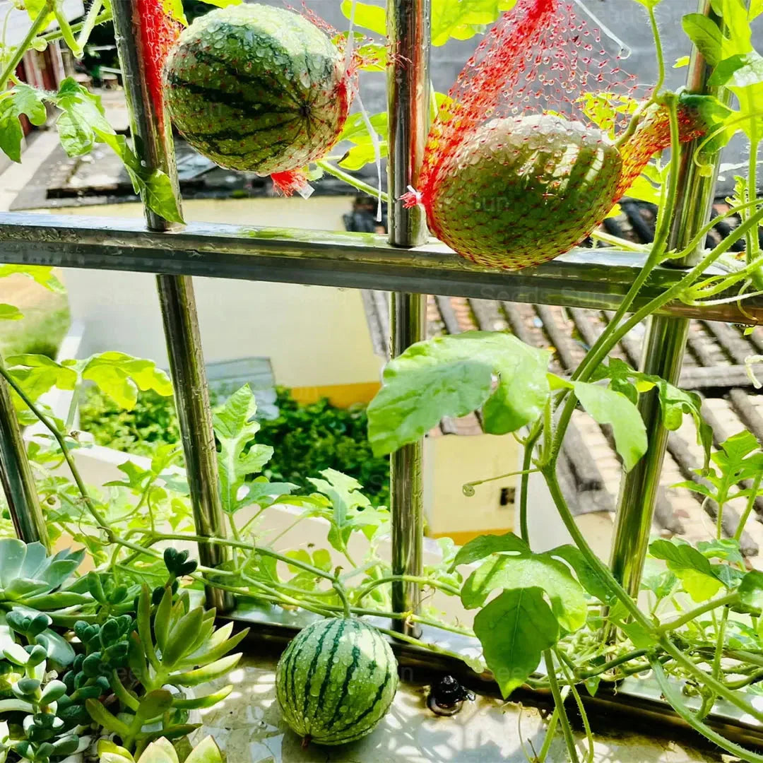 🍉Ankstyvo pavasario raudonasis nefritas – saldus arbūzas, kuris pradžiugins visą šeimą-LT
