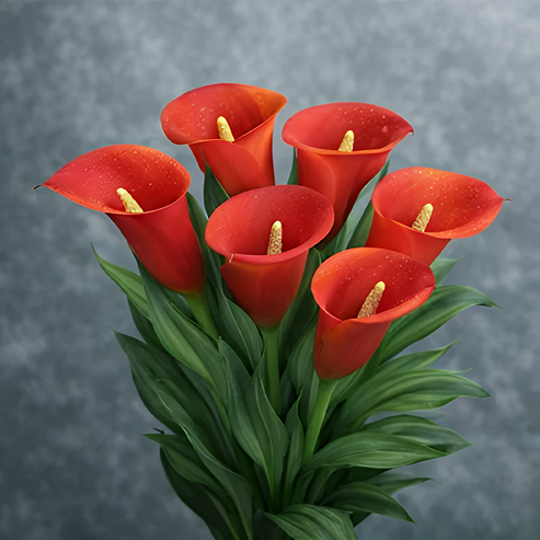 🌷Μυστηριώδης Κρίνος Aurora Calla-GR