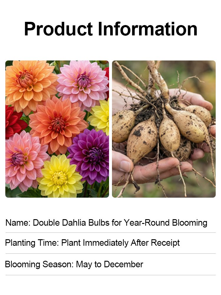 【Base Direct Sales】Four Seasons Blooming Double Dahlia Bulbs-GR