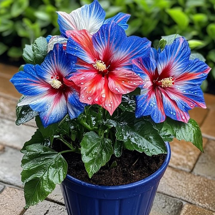 🔥 VROČA RAZPRODAJA - 50 % POPUST 🔥🌸 Semena dvojnega hibiskusa - enostavna za gojenje 🌸-SI