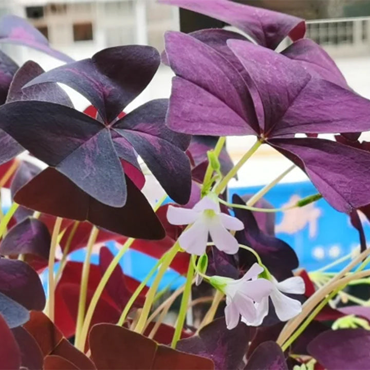 💜Čebulice vijolične kislice sreče-SI
