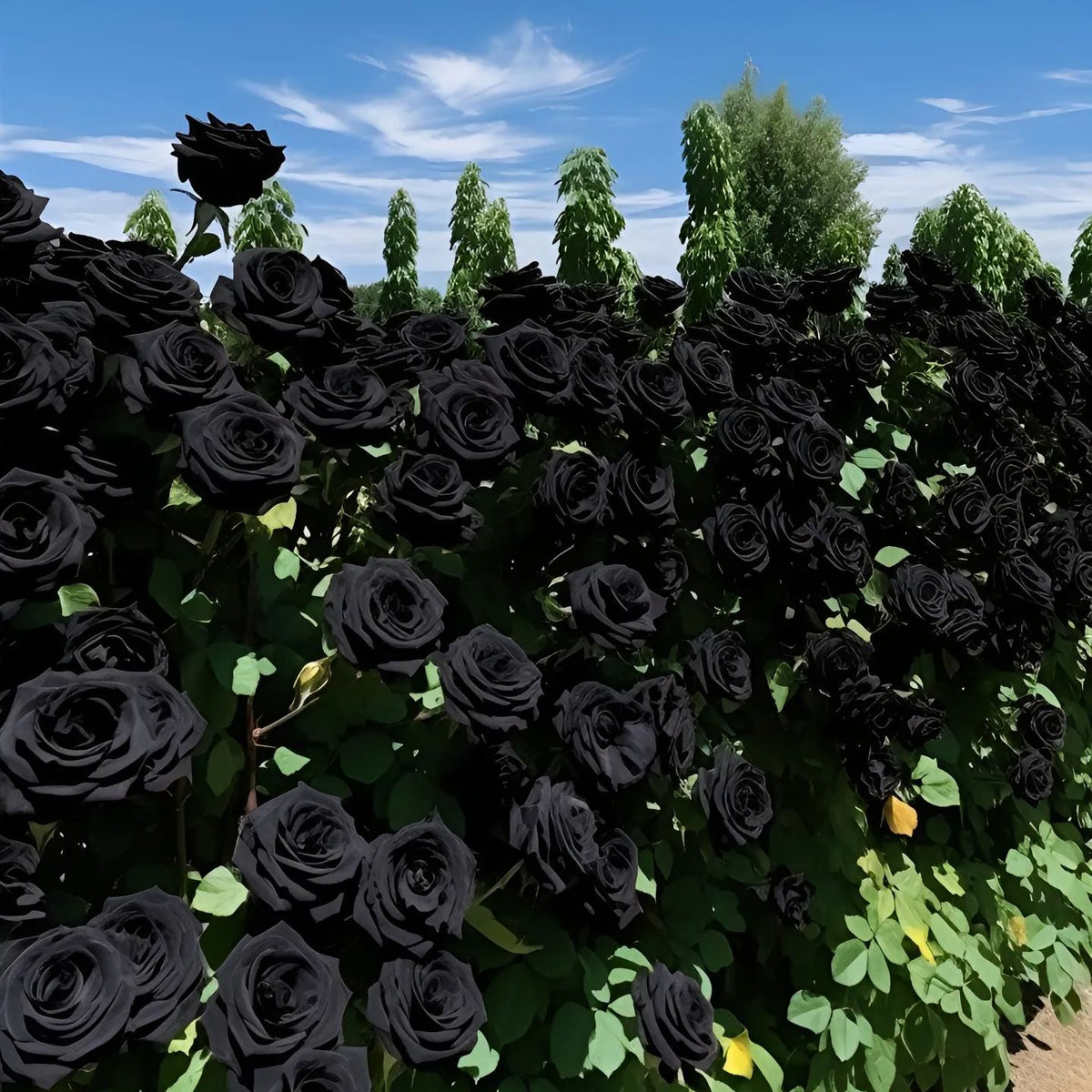 Semena žametne vrtnice Black Knight🖤-SI