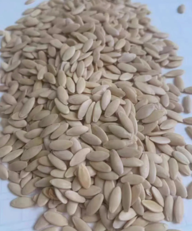 Σπόροι αγγουριού υψηλής απόδοσης F1 Superfruit Cluster-GR