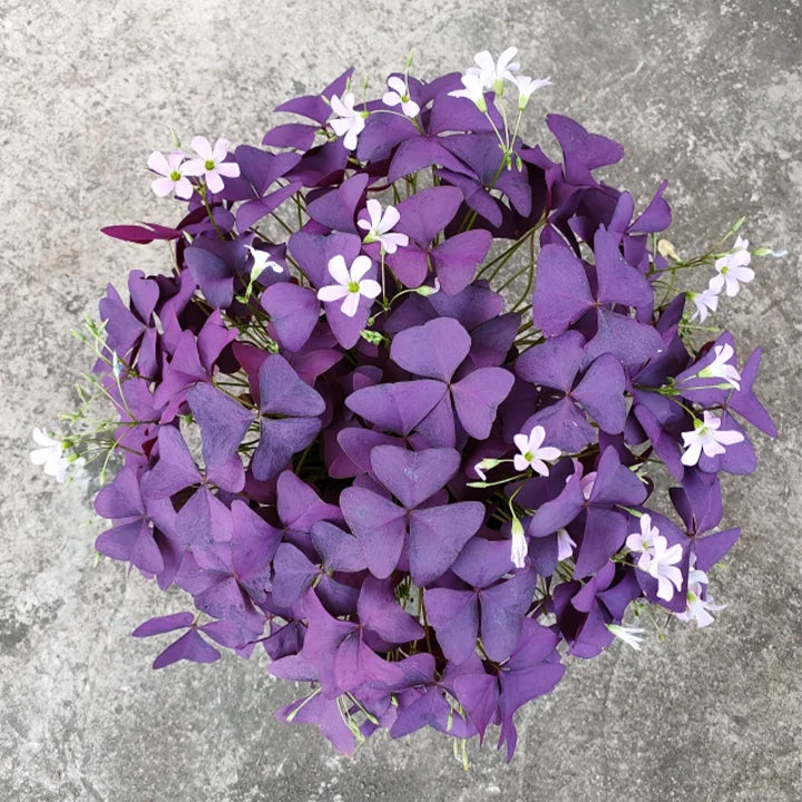 💜Βολβοί οξαλίδας Purple Luck-GR