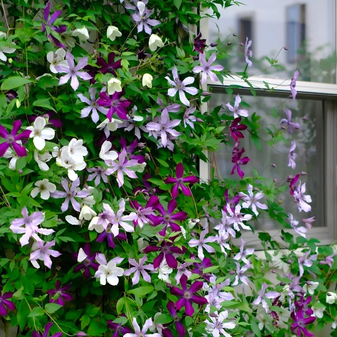 Σπόροι Clematis – η βασίλισσα των αμπελιών-GR