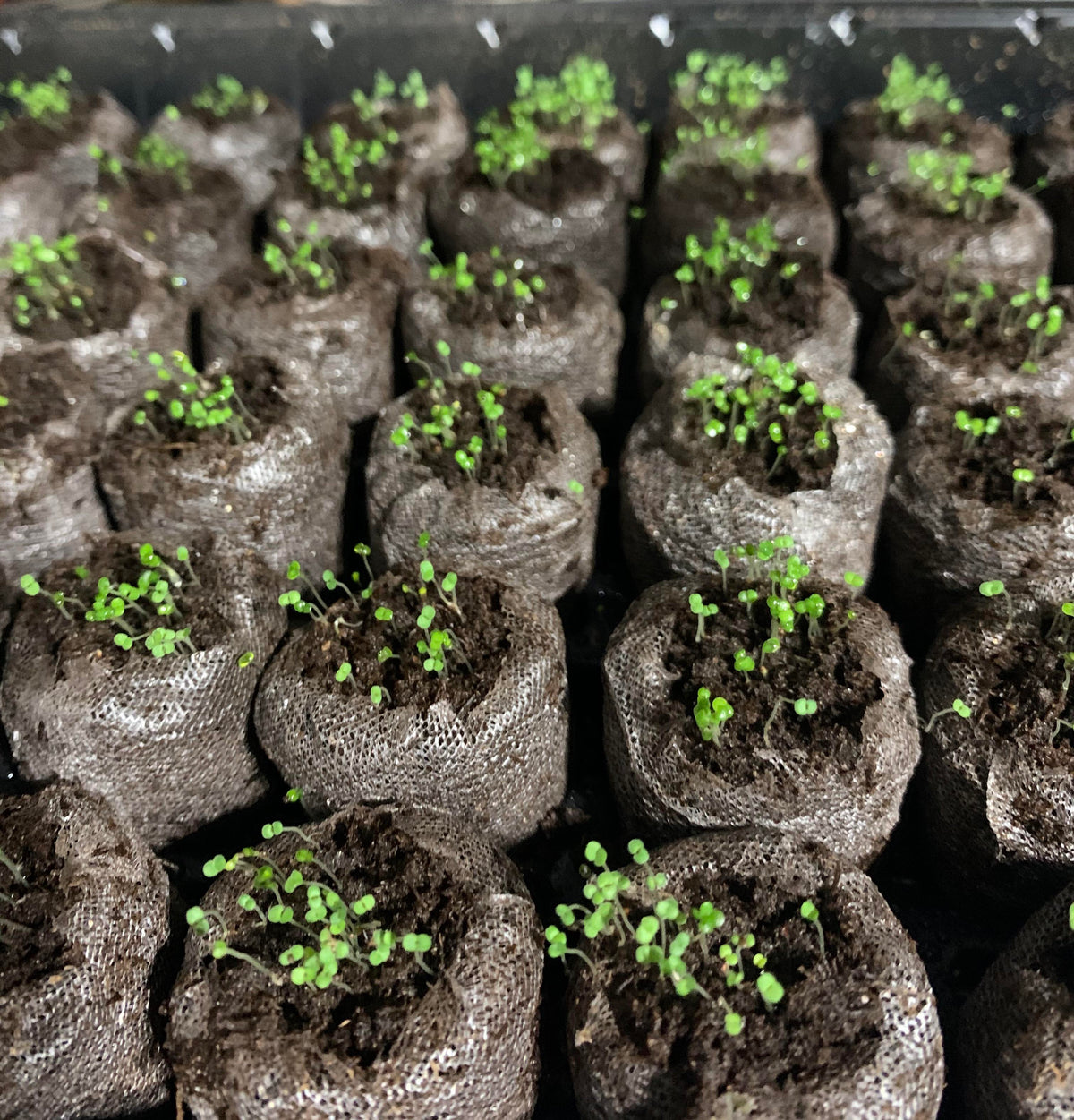 Šliaužiančiųjų čiobrelių sėklos, lengvai sodinamos ir auginamos, daugiamečiai augalai, ne GMO gėlės, aukščiausios kokybės sėklos-LT