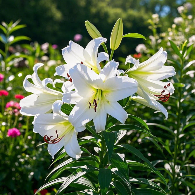 🌺Kvepiančios lelijų svogūnėliai – gaivūs ir saldūs-LT