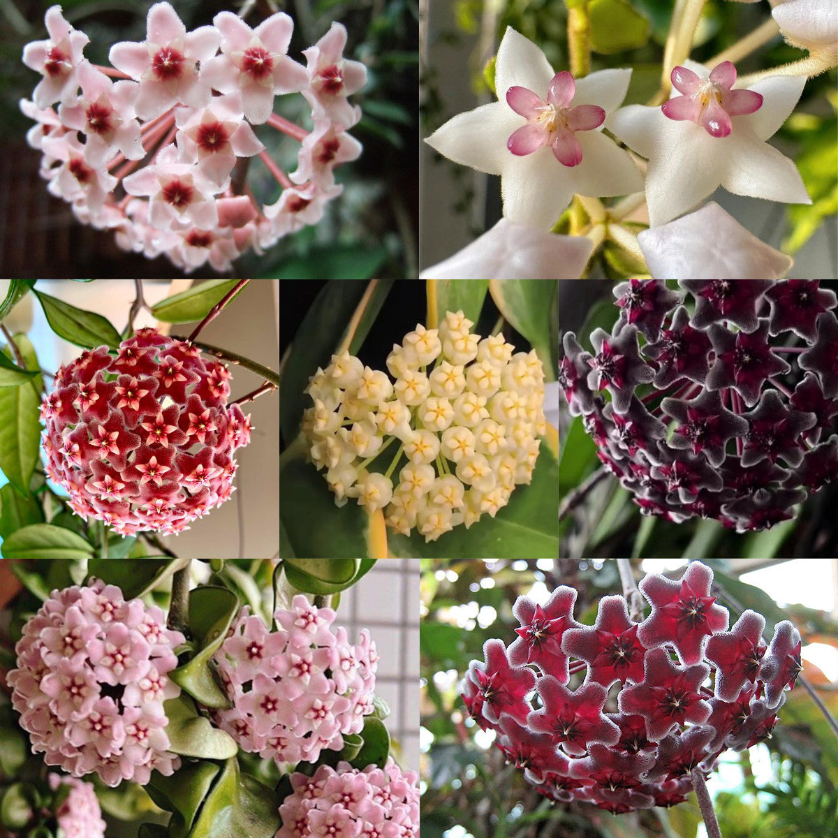 ✨Čebuljice Hoya – Zvezde padajo z neba✨-SI