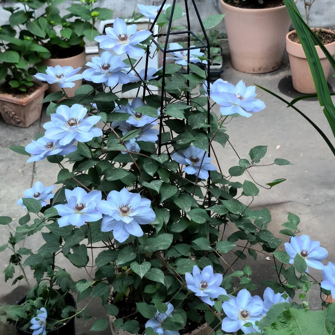 Σπόροι Clematis – η βασίλισσα των αμπελιών-GR