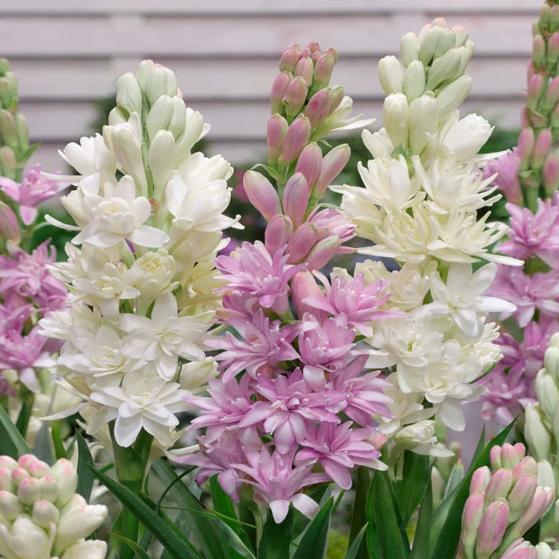 🌺Dvojno odišavljene čebulice tuberoze – Moon Garden Flower-SI