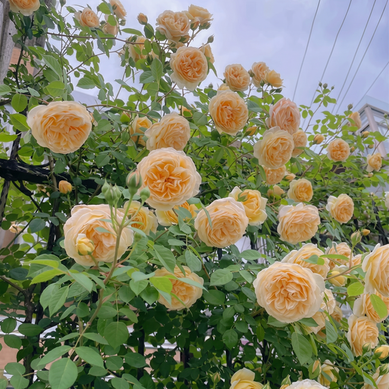🌈 Vrhunske plezalne vrtnice 🌹 Hitro rastoče, enostavne za nego in zelo dišeče ✨ Popolne za vsak vrt-SI
