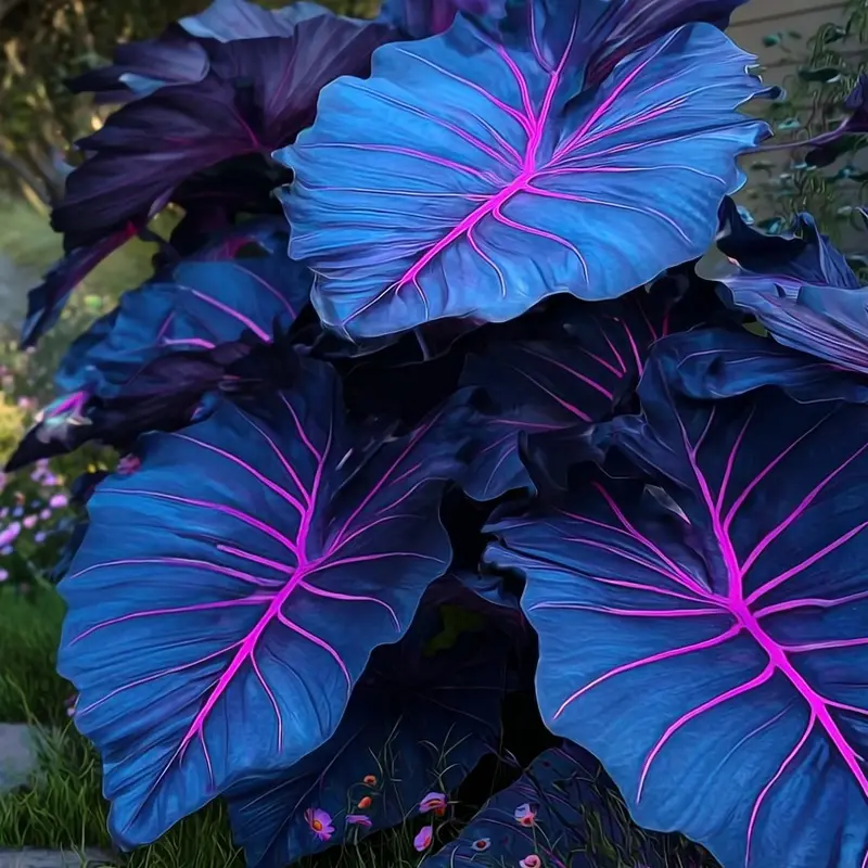 🌿 Σπάνιοι λαμπτήρες hosta🎁 Ειδική προσφορά 2025-SI 