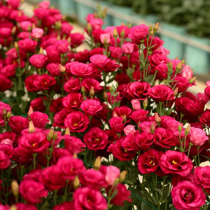 🔥Zadnji dan prodaje💝Eustoma Thornless Rose💐Semena Lisianthusa-SI