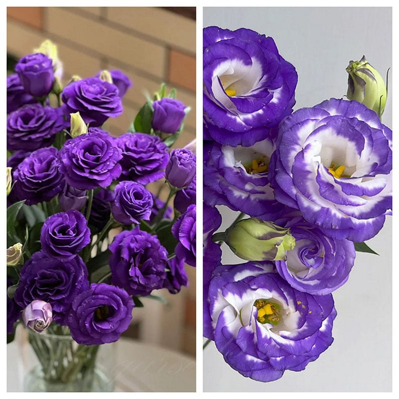 🔥Paskutinė išpardavimo diena💝Eustoma bespygliųučių rožė💐Lisianthus semenų-LT 