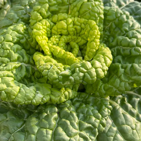 Semena Brassica Narinosa (WuTat Choy)-SI