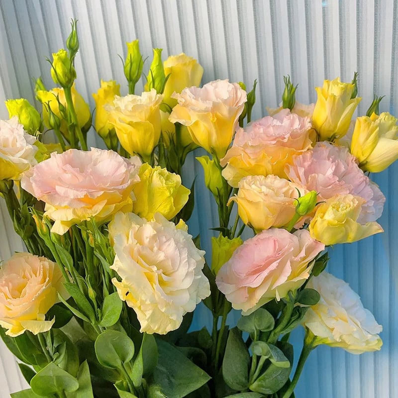 🔥Zadnji dan prodaje💝Eustoma Thornless Rose💐Semena Lisianthusa-SI