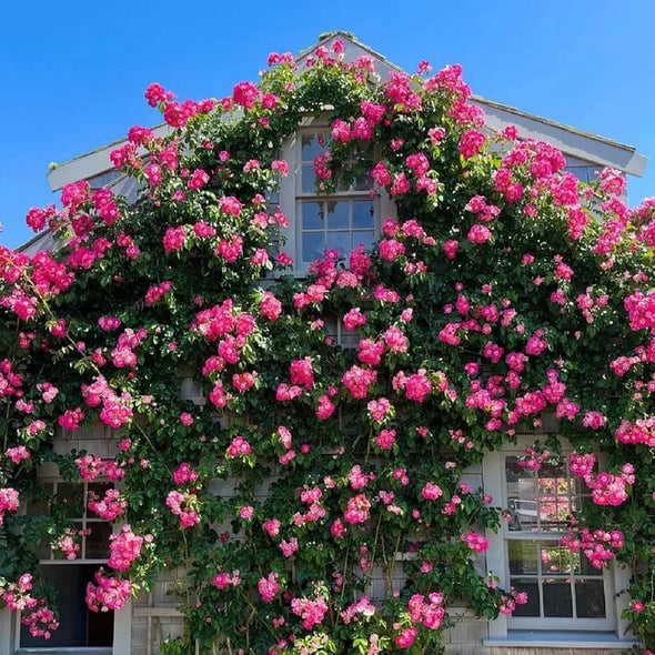 🌺 Laipiojančios rožių semenų-LT 