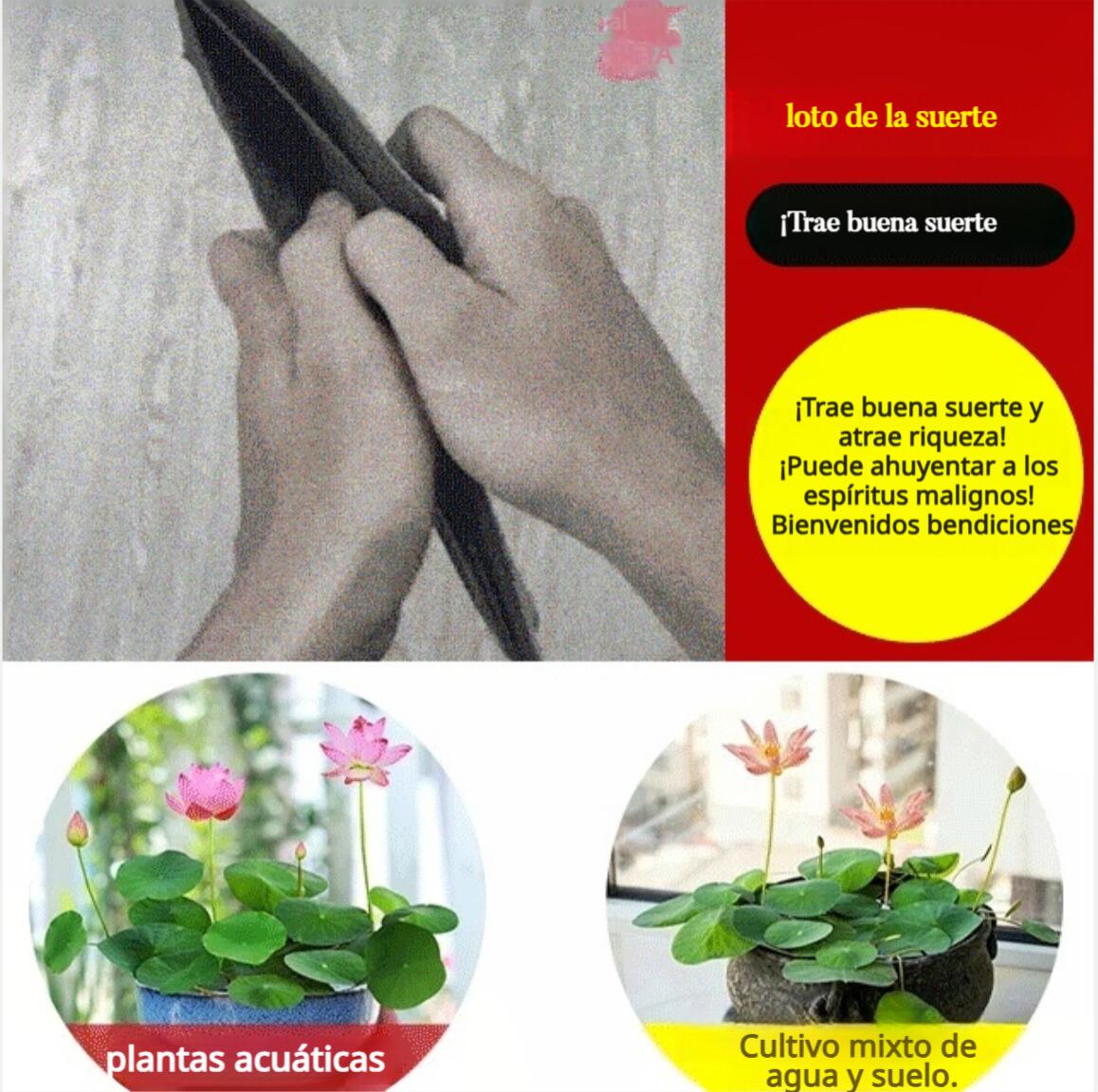 [Llevar riqueza] Semillas de loto acuático ornamental-ES 
