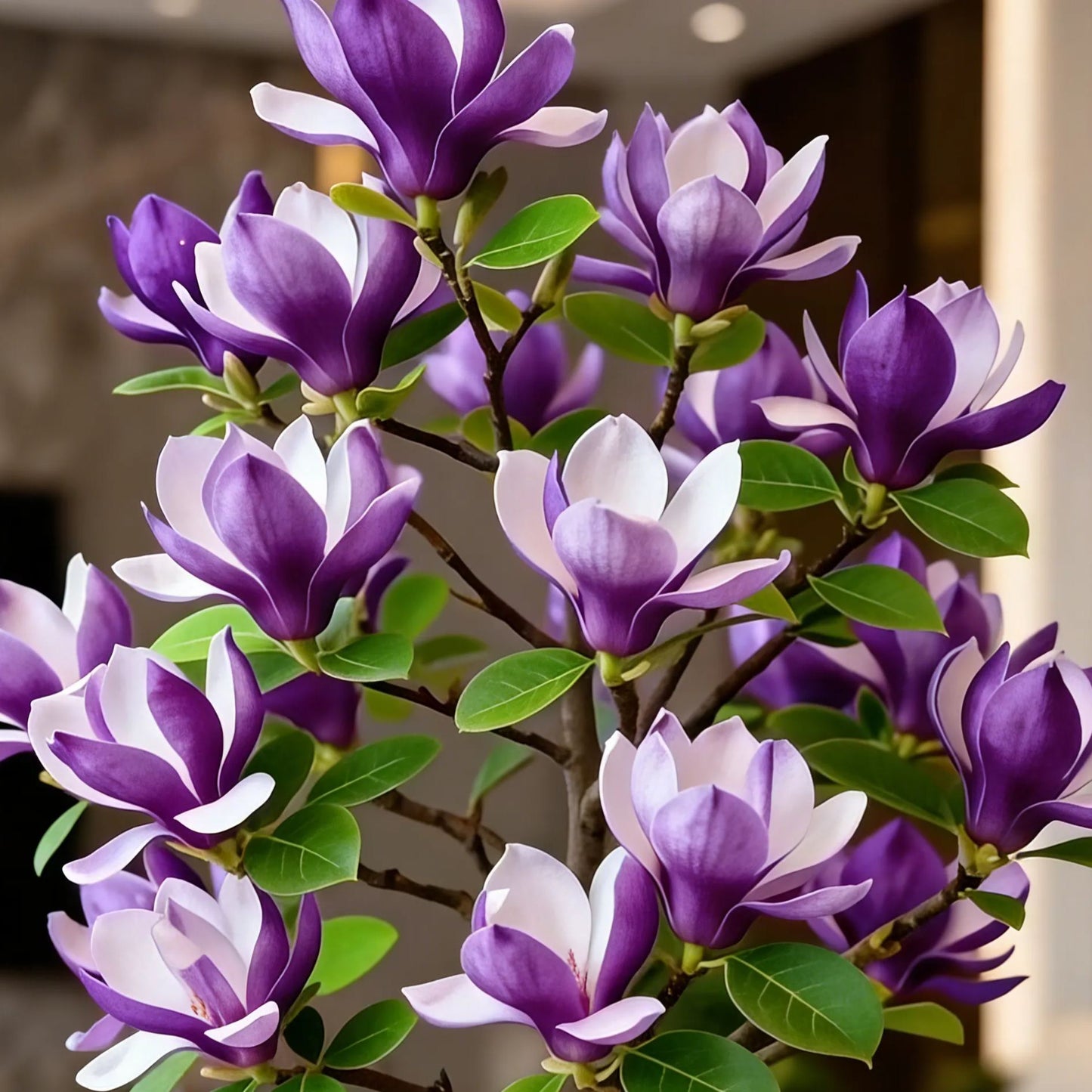 Čebulice Magnolia liliiflora (vijolične orhideje) 🌸 Cvetovi skrivajo liste, vonj napolnjuje zrak-SI