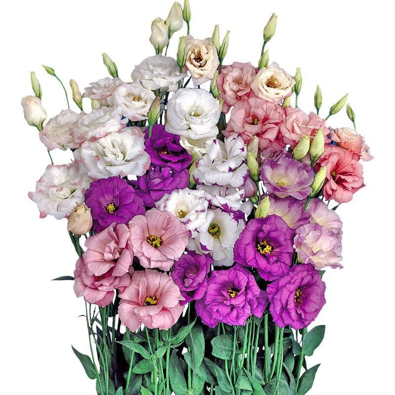 🔥Zadnji dan prodaje💝Eustoma Thornless Rose💐Semena Lisianthusa-SI