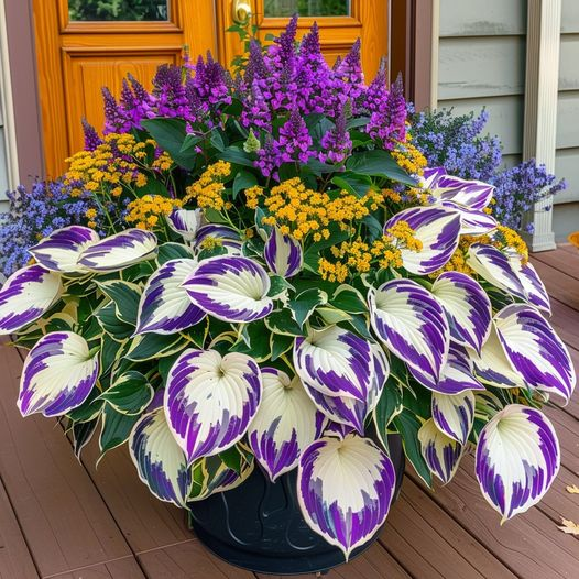 Hardy Beauty: Hosta cveti, odporni na senco in mraz-SI