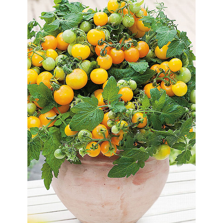 🍅🍅Νανοί σπόροι ντομάτας σε γλάστρες-SI 