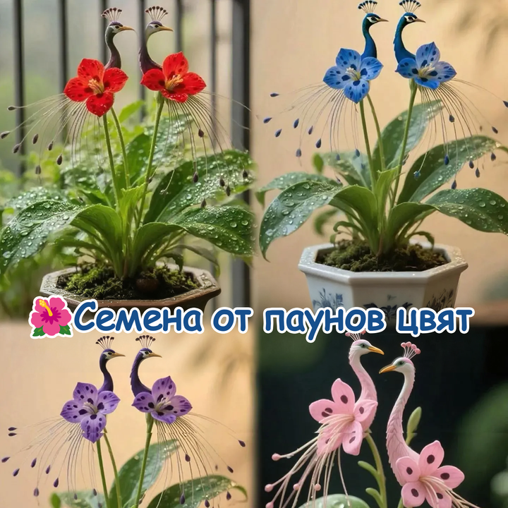 🌺 Semena pavove orhideje-SI