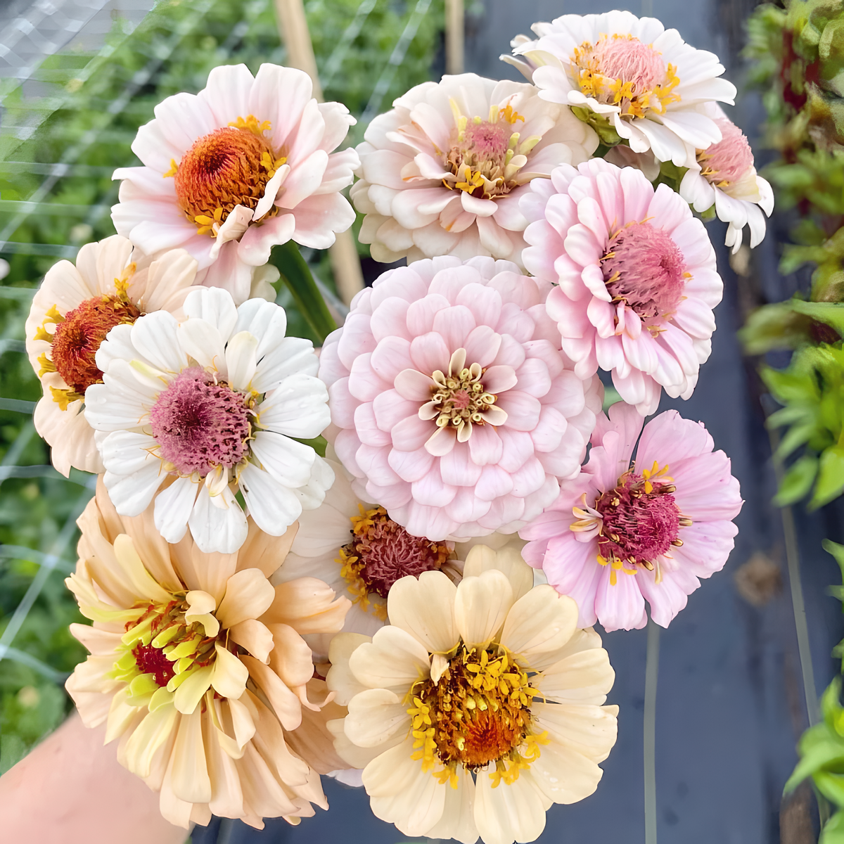 🌺Dvigubos cinijos sėklos mišriomis spalvomis-LT