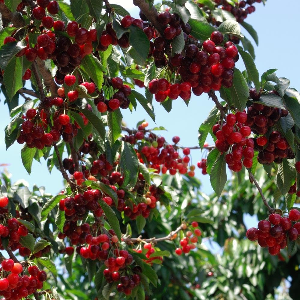 🏆PRODANIH VEČ KOT 75.000!🌳Češnjeve semenke - Okusne, sveže češnje čakajo na vašo žetev!-SI