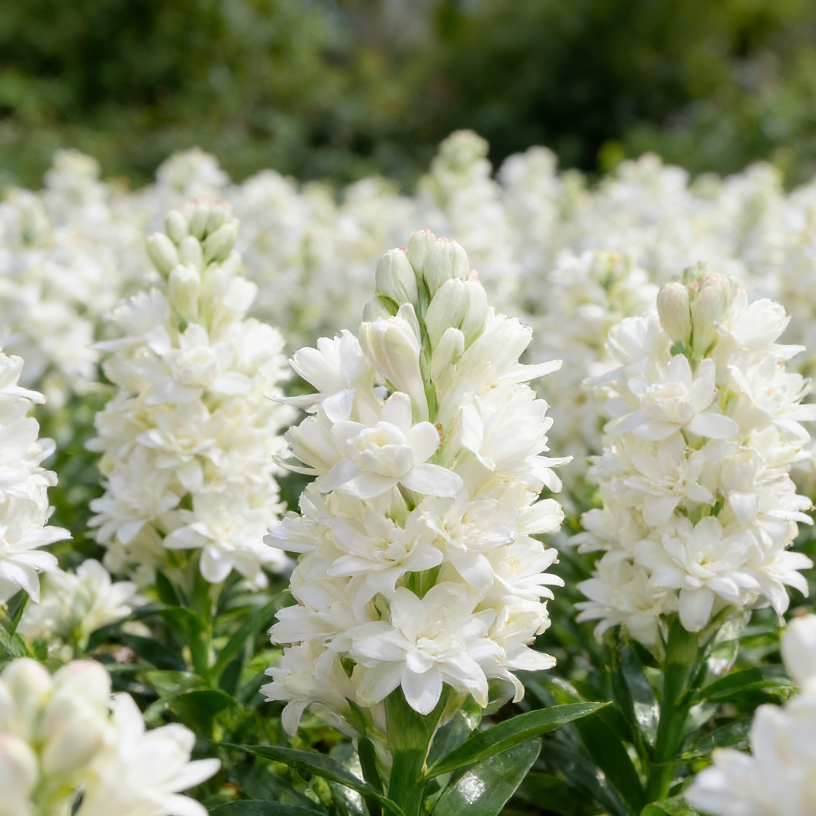 🌺Dvojno odišavljene čebulice tuberoze – Moon Garden Flower-SI