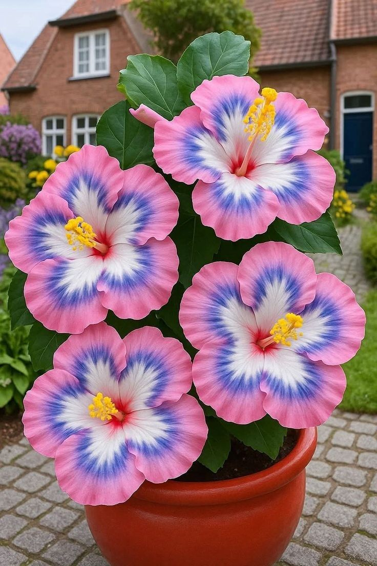 Redke čebulice hibiskusa – lončnice, balkon, zimska sajenje-SI