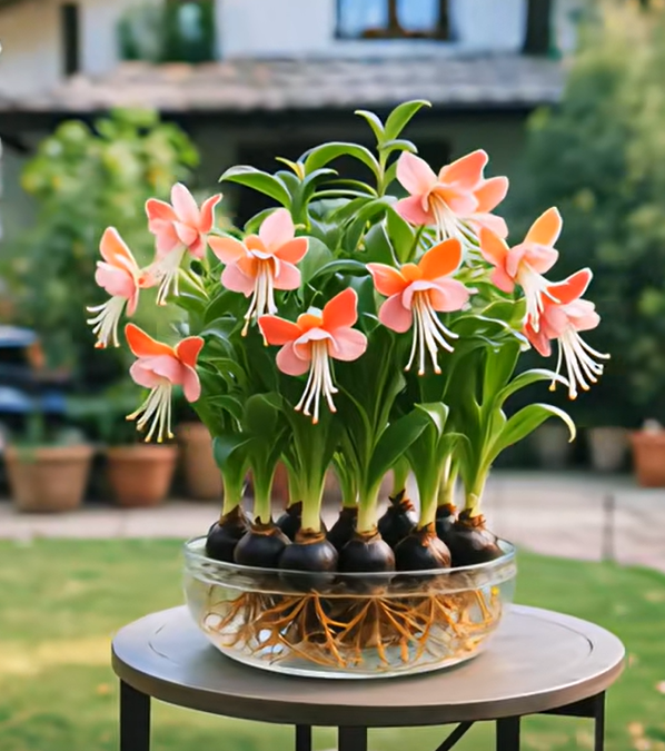 Λαμπτήρες Phalaenopsis βολβοί λουλουδιών-LT