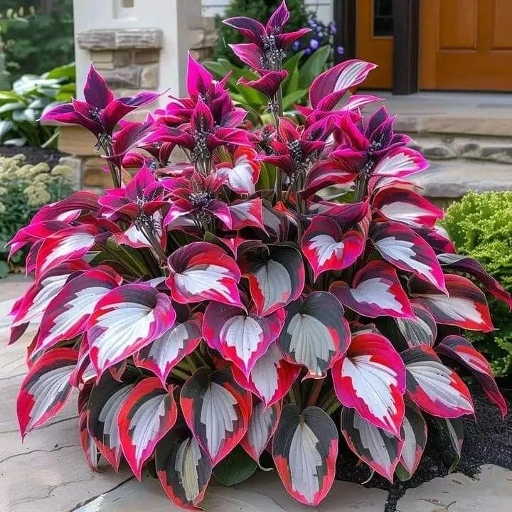 🎁Ειδική Προσφορά 2025🍃Σπάνιοι Σπόροι Hosta🌿-GR