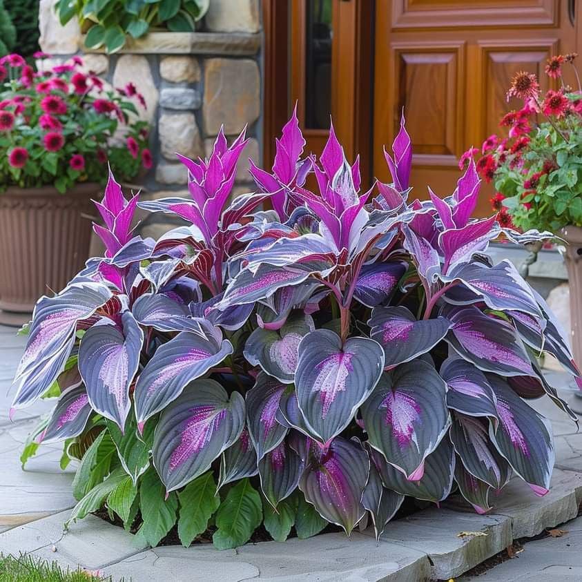 🎁Ειδική Προσφορά 2025🍃Σπάνιοι Σπόροι Hosta🌿-GR