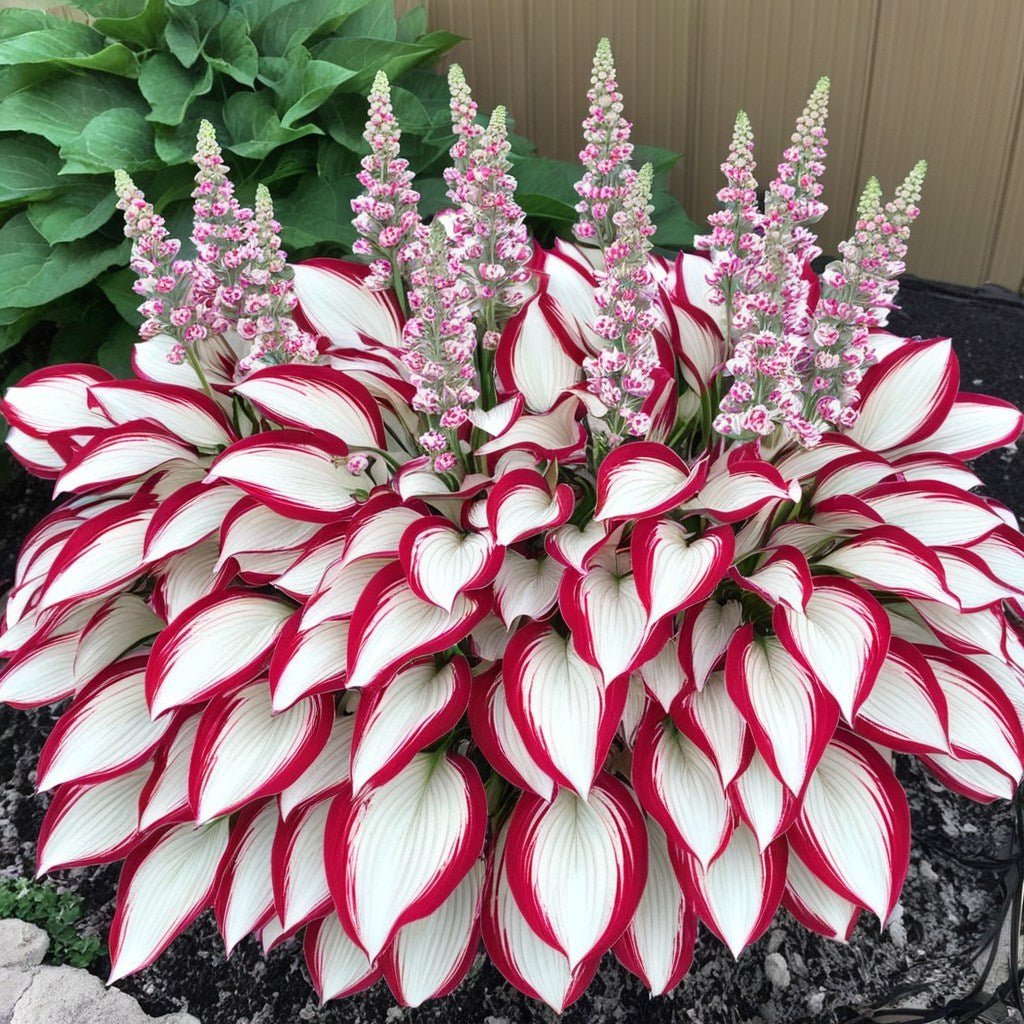 🎁Ειδική Προσφορά 2025🍃Σπάνιοι Σπόροι Hosta🌿-GR