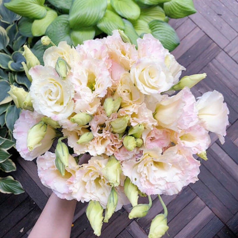 🔥Zadnji dan prodaje💝Eustoma Thornless Rose💐Semena Lisianthusa-SI