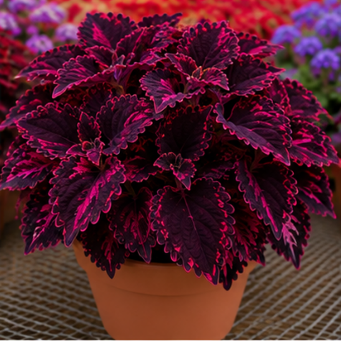 🌿Coleus svogūnėliai🌷 – Užpildykite savo sodą spalvomis🌈-LT