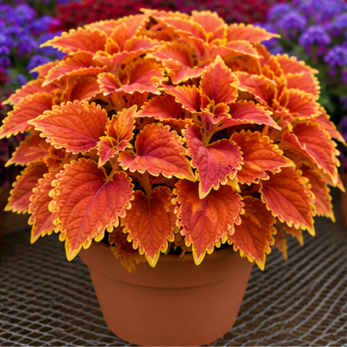 🌿Coleus svogūnėliai🌷 – Užpildykite savo sodą spalvomis🌈-LT