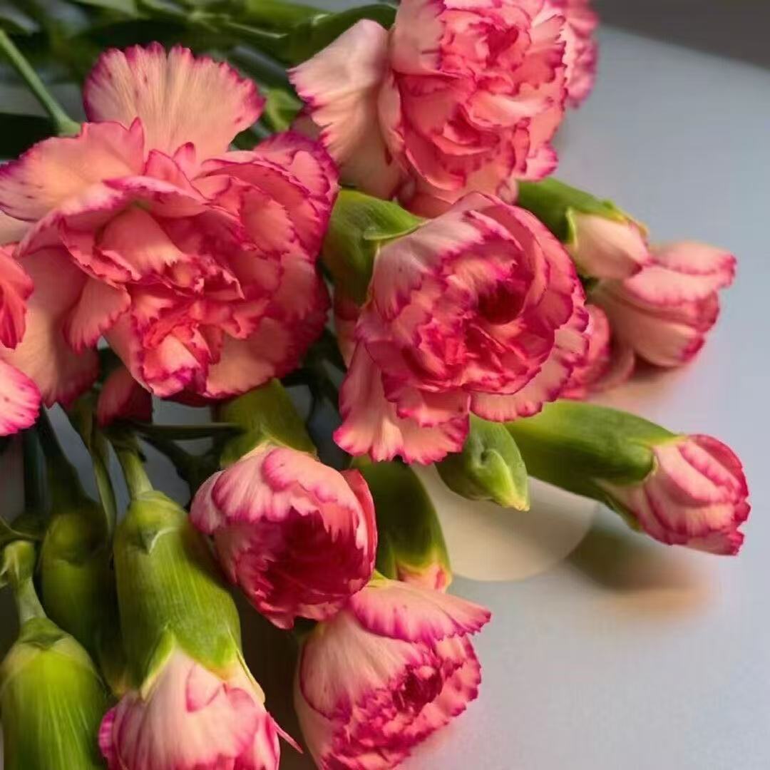 Dišeči vrtni čar – Gojite klasične nageljne, ki navdušijo vsako sezono🌺-SI