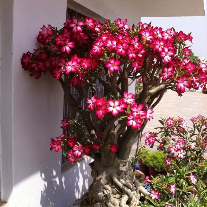 🎁Dykumos rožių svogūnėliai🌵Labai lengva prižiūrėti! 🌸Adenium Obesum svogūnėliai-LT