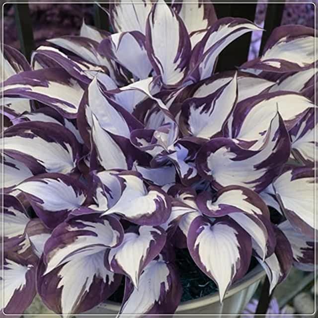 🍃Σπάνιοι Πολύχρωμοι Σπόροι Hosta-GR