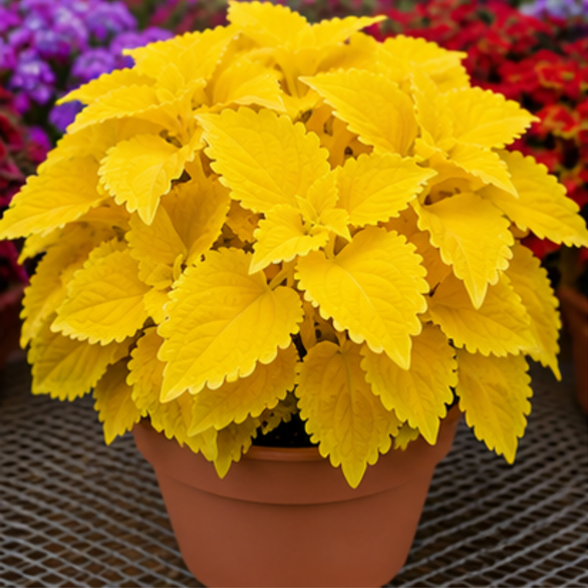 🌿Coleus svogūnėliai🌷 – Užpildykite savo sodą spalvomis🌈-LT
