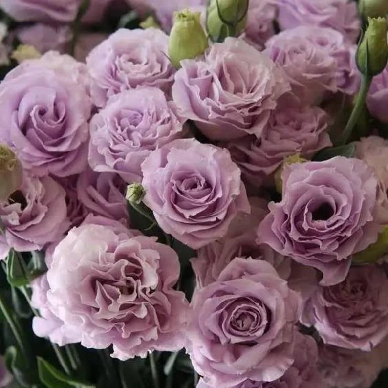 🔥Zadnji dan prodaje💝Eustoma Thornless Rose💐Semena Lisianthusa-SI