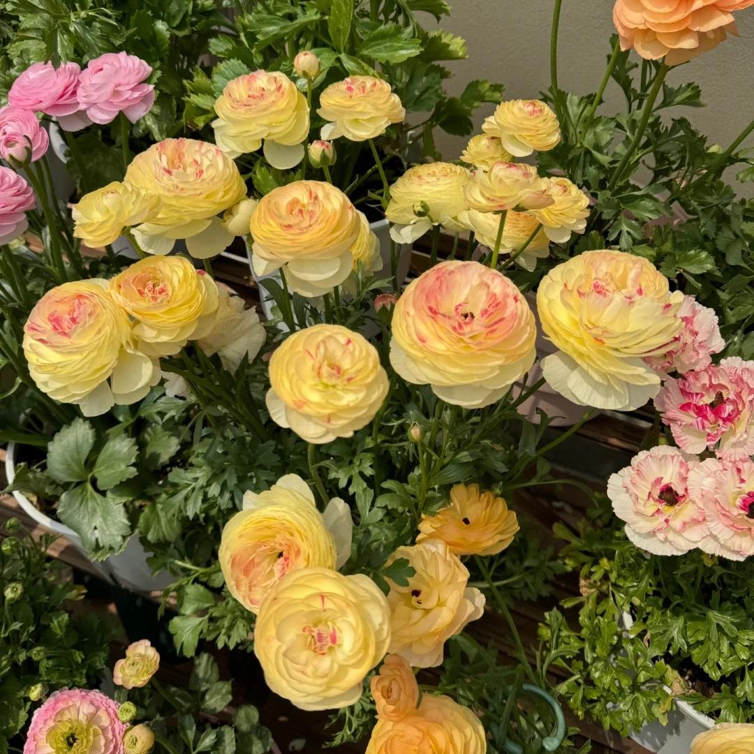Čebulice maslenice – nežne, elegantne, nepozabne 🌸-SI