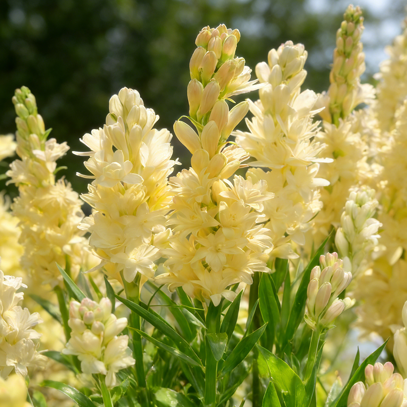 🌺Dvojno odišavljene čebulice tuberoze – Moon Garden Flower-SI