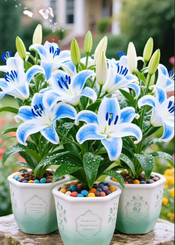🌺Redke čebulice lilij – sveže in sladke-SI